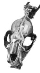 Raubtierschädel 118 mit Königskette - Edelstahl