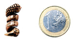 Bartperle Drachenkralle 6 mm - Bronze
