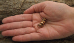 Bartperle Drachenkralle 6 mm - Bronze