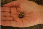Bartperle Drache 8 mm - Bronze